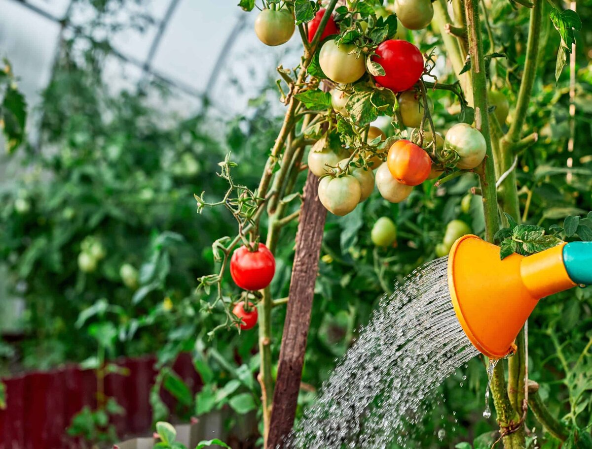Сколько поливать томаты. Полив томатов. Лето помидоры. Полив помидоров в жару. Осенний сад.