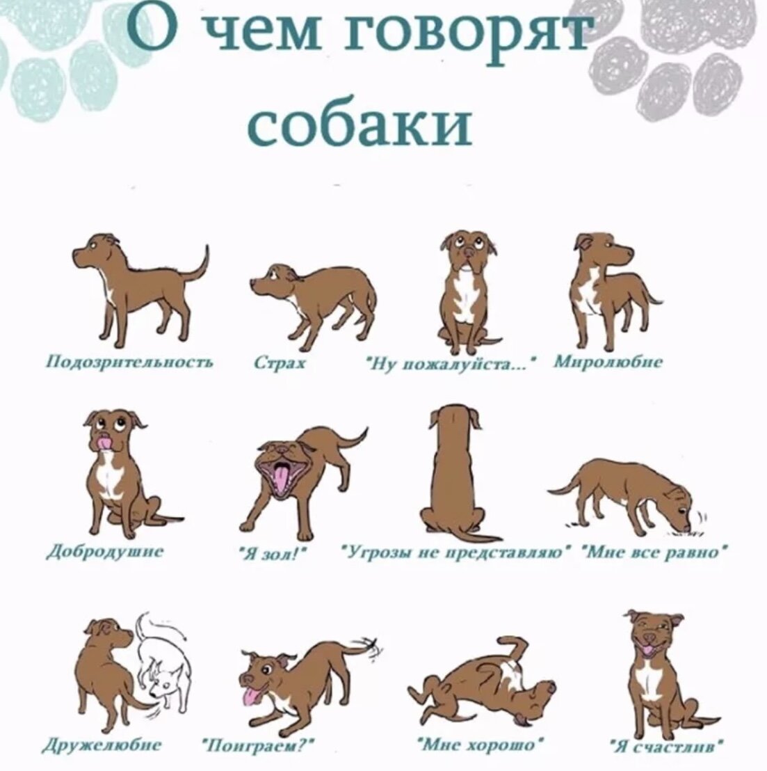 Прочитайте слова dog