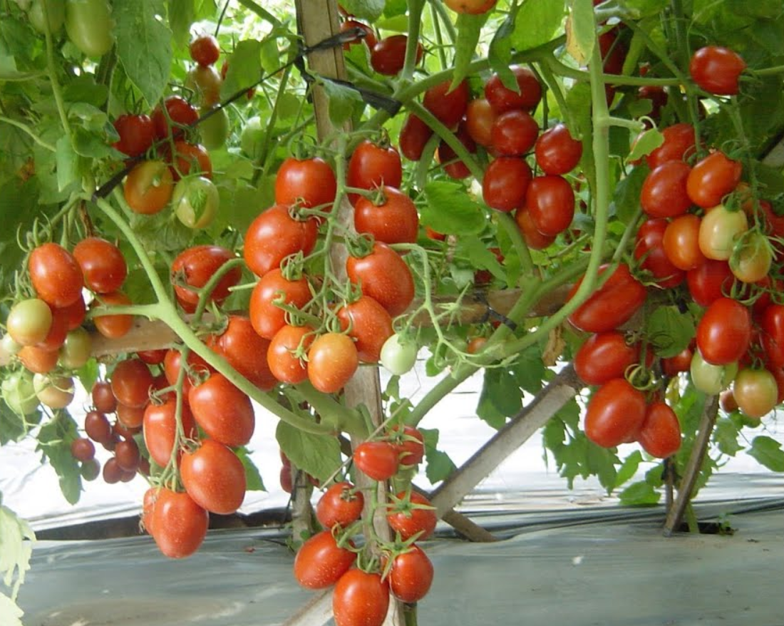 Сколько нельзя поливать томаты после высадки в грунт: иначе будут страдатьи дадут плохой урожай