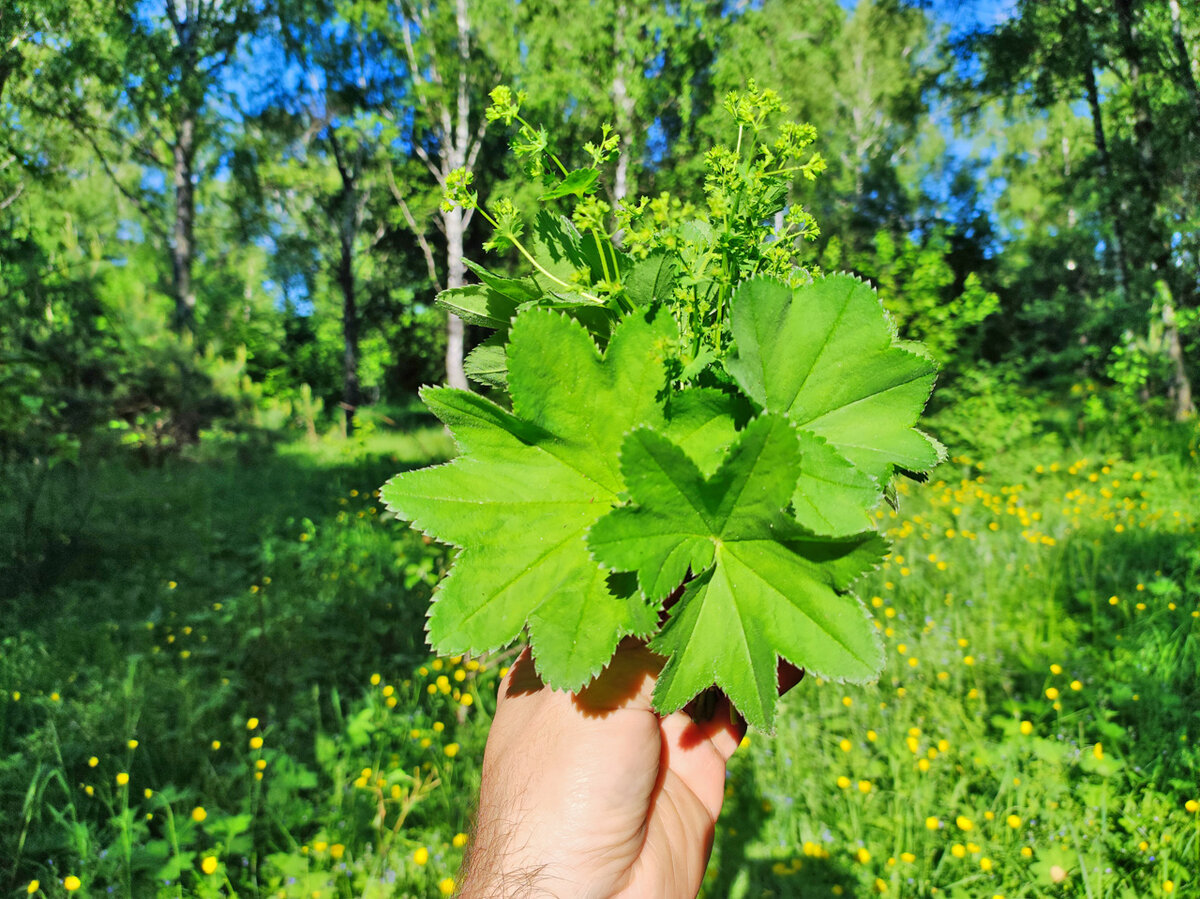 Манжетка обыкновенная плод