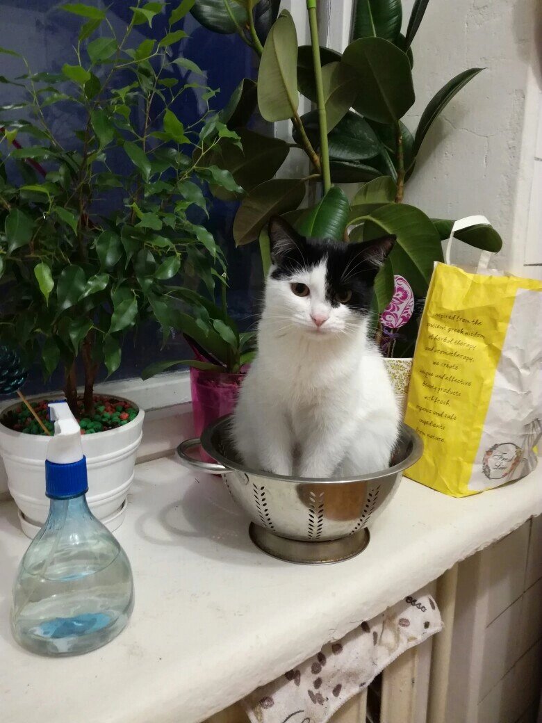 Вот этот фикус (слева) в 2016 году. Такой я и купила.