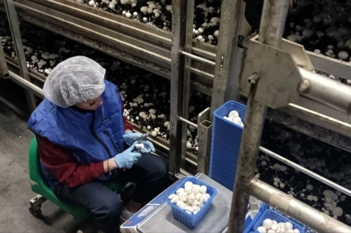    Компания из Пензенской области поставляет шампиньоны в другие регионы
