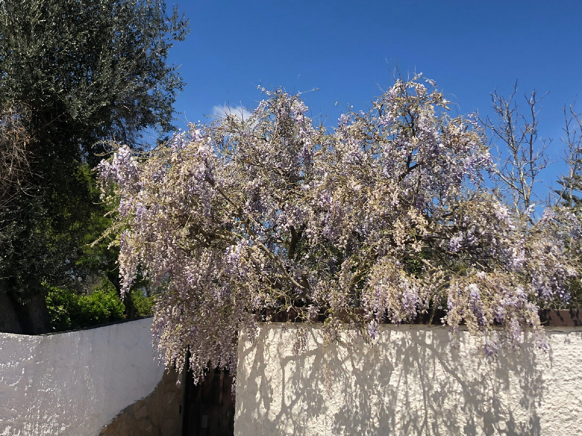 К нашей свадьбе повсюду расцветала глициния. 