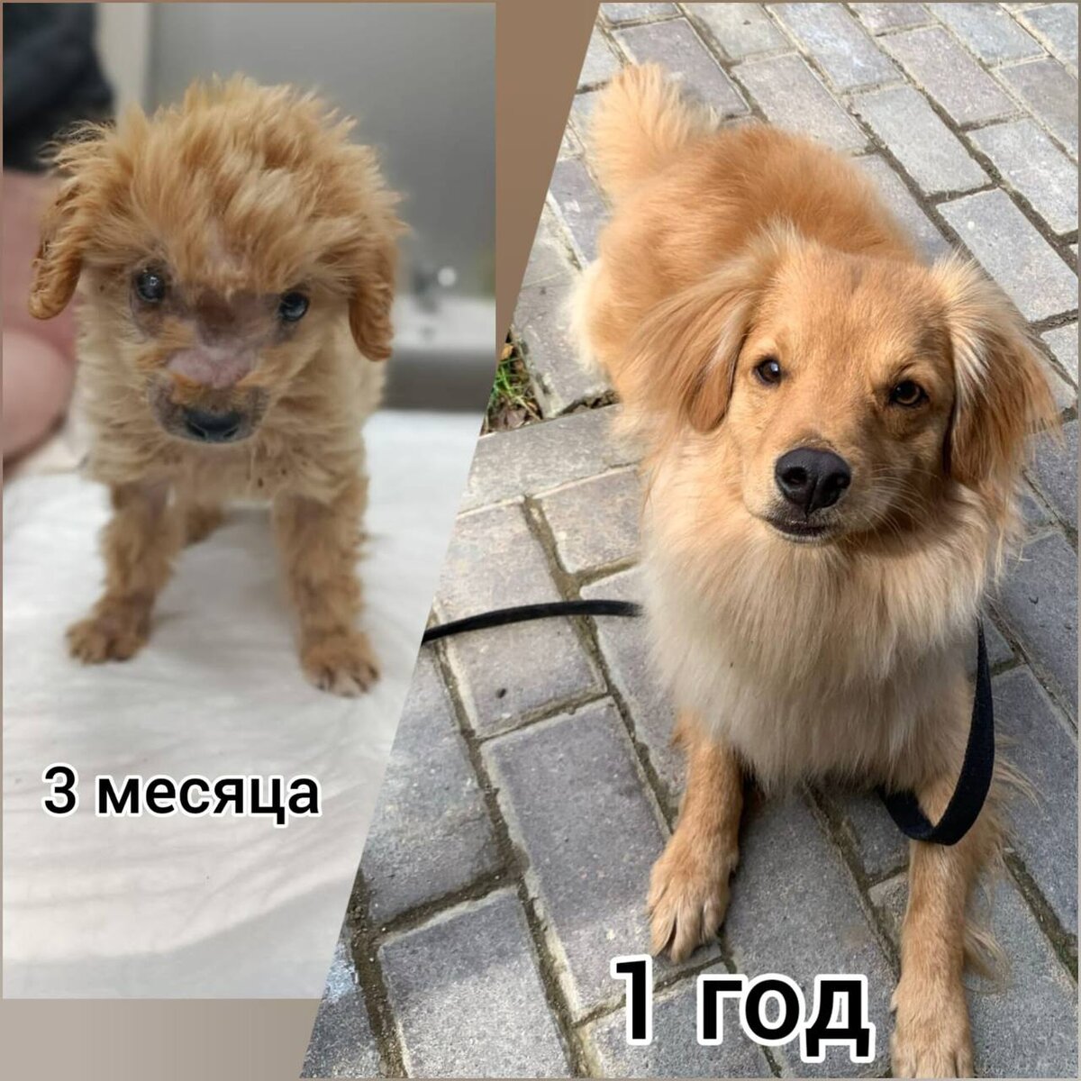 
Помните☀️СОЛНЕЧНОГО ЛУЧИКА? 
И его историю?
Его принесли в приют Воронежа: крохотного, всего в лишае, с больным глазиком. Он был очень похож на маленького пуделечка. 
Так и оказался этот песик под опекой команды Пудель Хелп. 5 июня Лучик приехал в Москву. 
В клинике диагностировали парва вирус, тяжелую анемию. Жизнь самого Лучика была под большим вопросом. 

Стационар, длительное лечение, пристройство в семью и возврат собаки через 2 месяца. Причина возврата - очень вырос... Вот так! 

Но нет худа без добра! 
Карликовый голден ретривер Лучик просто ждал свою настоящую семью, где не обидят и не предадут!
Спасибо за привет из дома и счастливую мордочку Лучика! 

Лучику исполнился 1 годик!
Спасибо за Вашу любовь и заботу о выпускниках ПудельХелп.

История Лучика по ссылке https://vk.com/wall-170547887_5730
