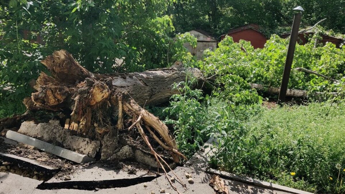    В Саратове тополь высотой с 5-этажный дом упал на гаражи в Заводском районеНовости Саратова и области – Сетевое издание «Репортер64»