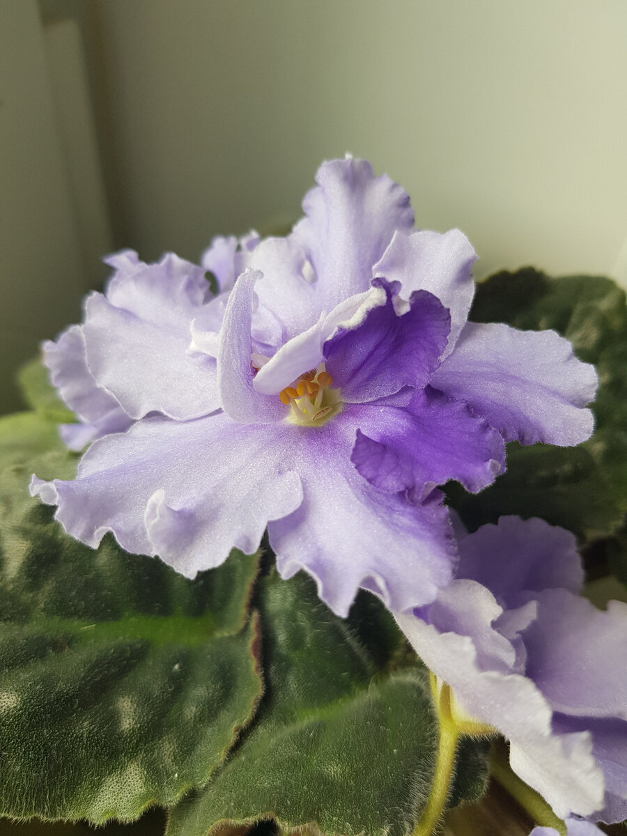 ЕК-Морской Волк с изюминкой.