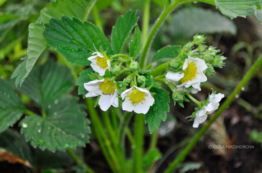 Клубника, а точнее земляника садовая цветет