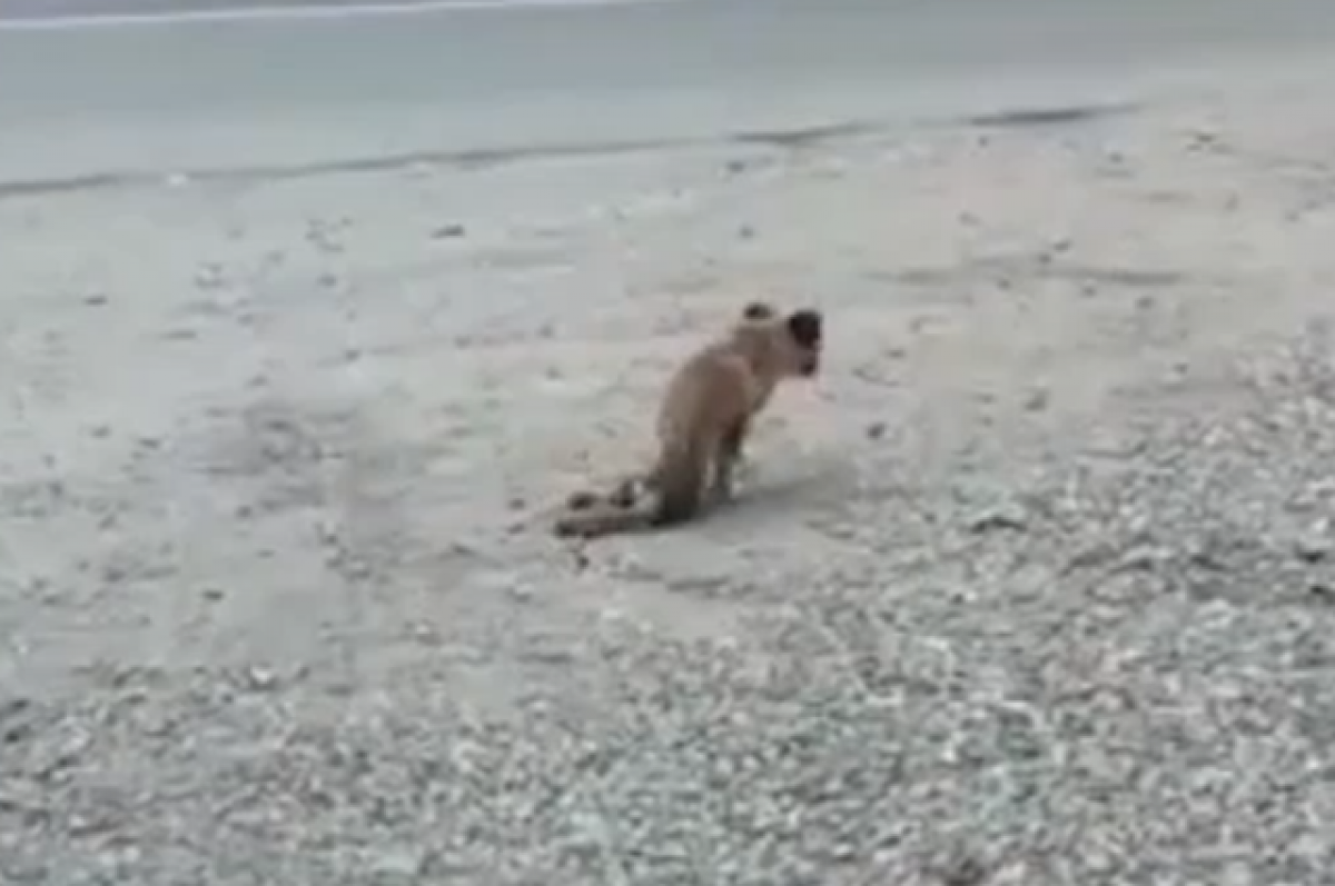    Волонтёры спасли под Владикавказом щенка с простреленным позвоночником