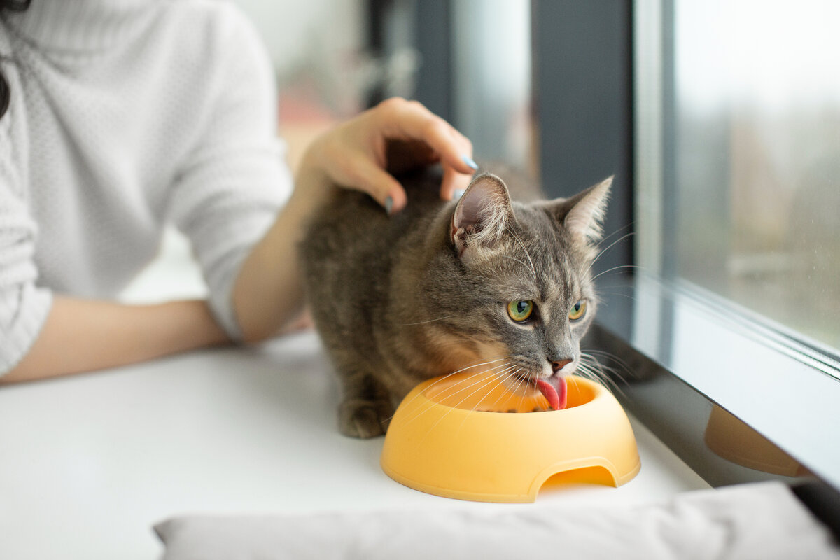 Se puede usar blastoestimulina en gatos