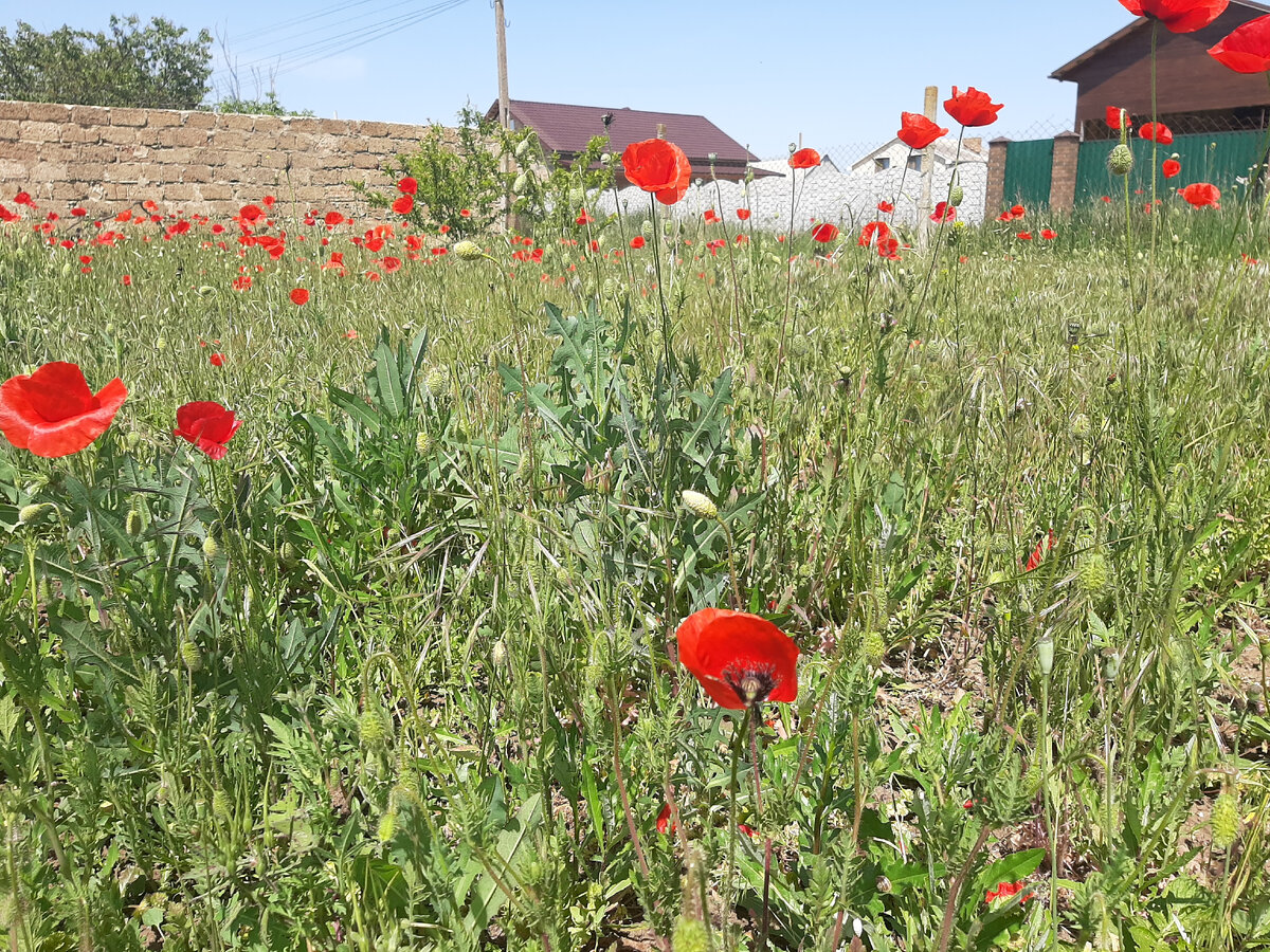 Маки сами растут🤣, зачем цветы садить?