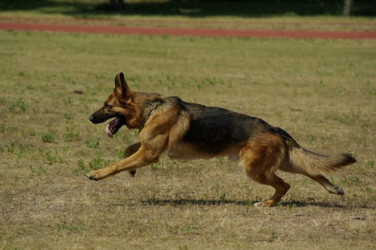    Рычащая проблема. В Сочи домашняя овчарка покусала 9-летнего мальчика