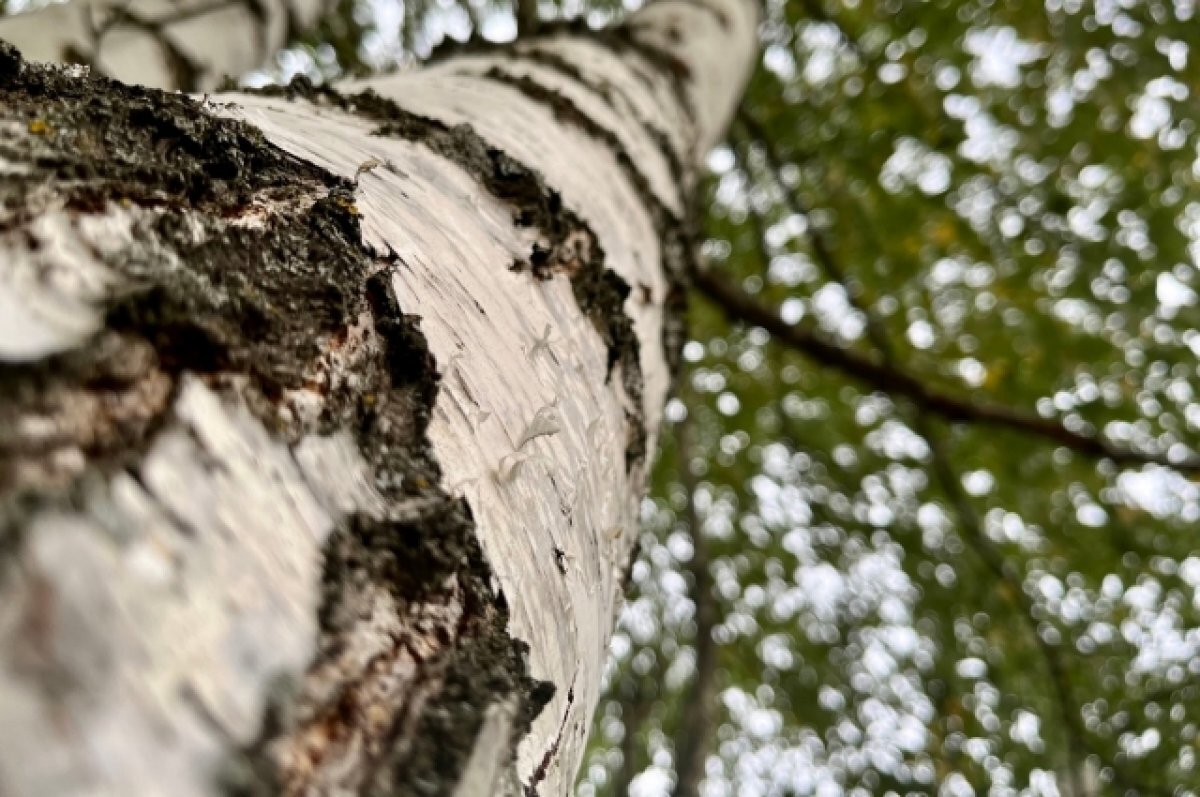    Омским агрономам запретили летом кронировать деревья