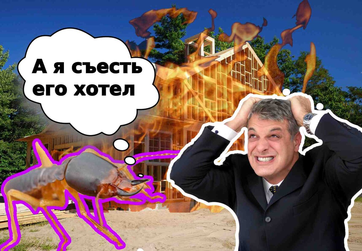 сатирическая картинка на тему каркасного домостроения