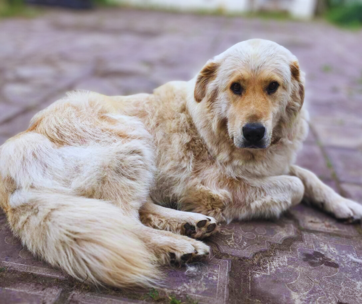 Зеленая собака ресторан кузнецкий мост. Зеленый пес клуб. Зеленый пес клуб. Зеленый пес клуб. Клуб зеленая собака москва.