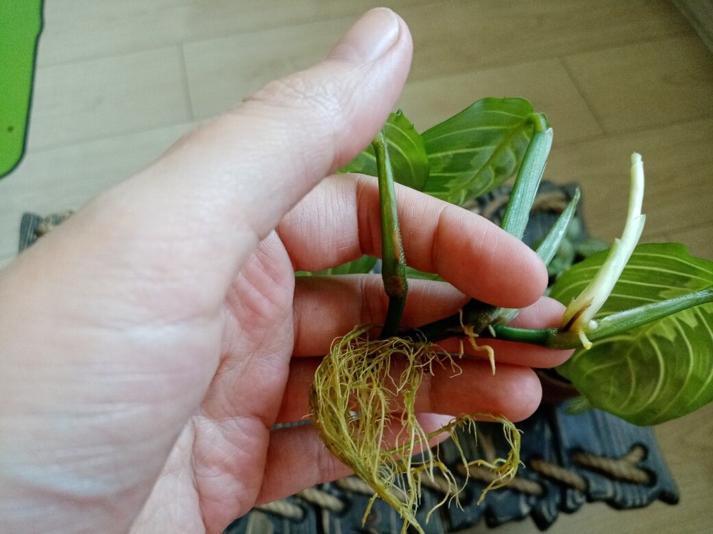 Вот такие корешки выросли у продавца - давно уже пора сажать. Фото автора