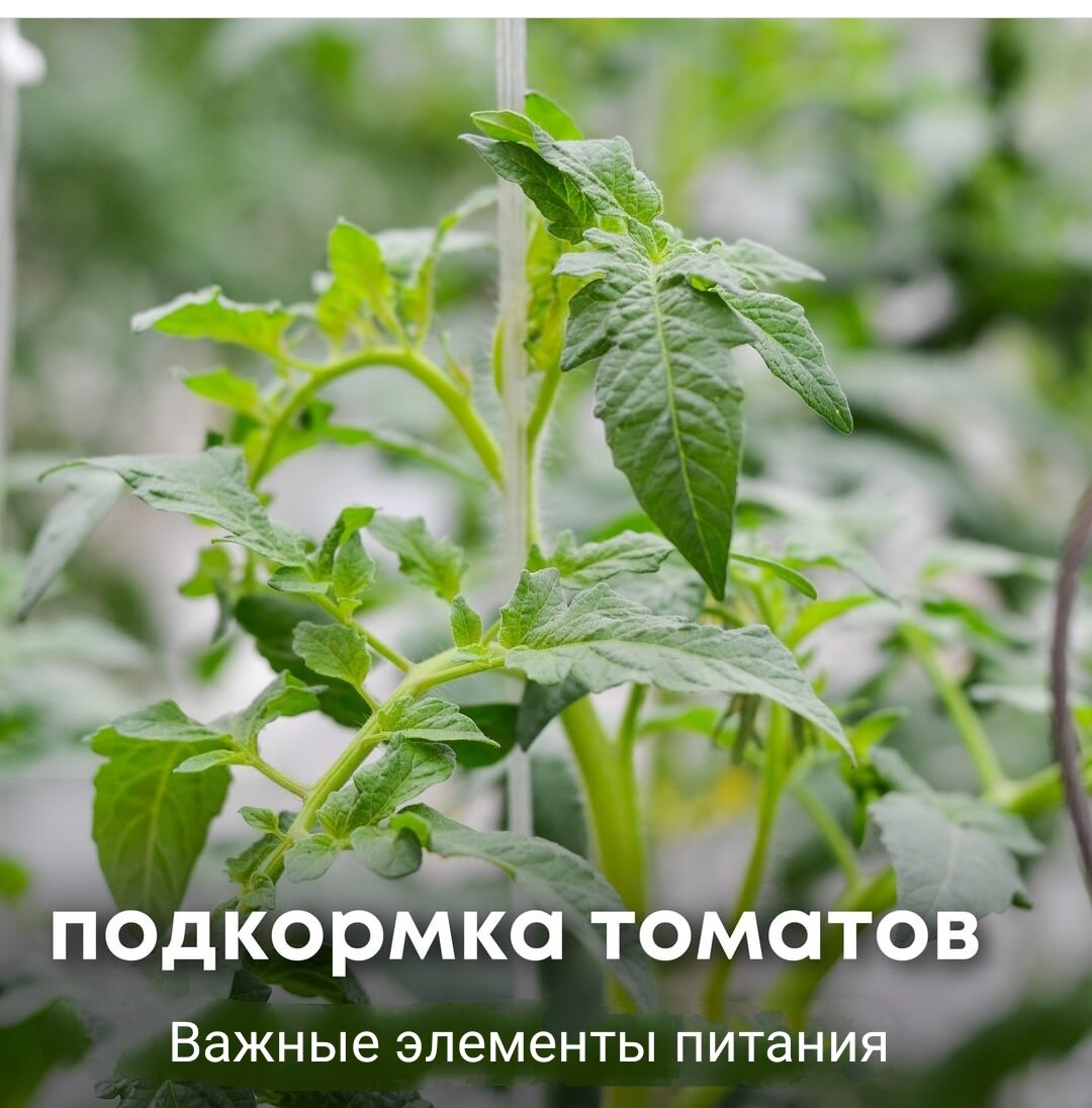Какие элементы должны содержаться в подкормке для томатов, чтобы они ...