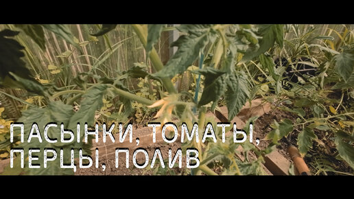 Септик, полив деревьев, пасынки, количество воды для перцев и помидоров в теплице