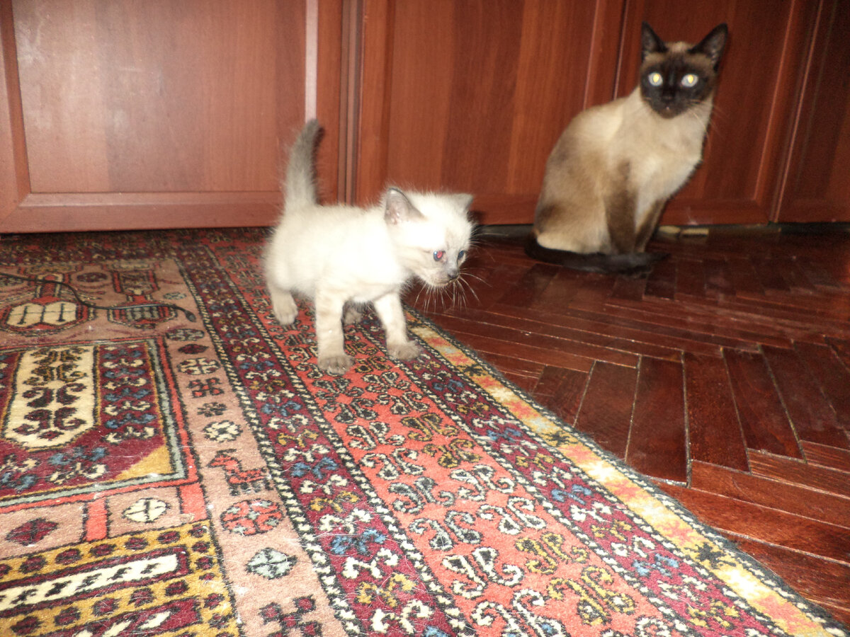 Первые шаги под присмотром мамы