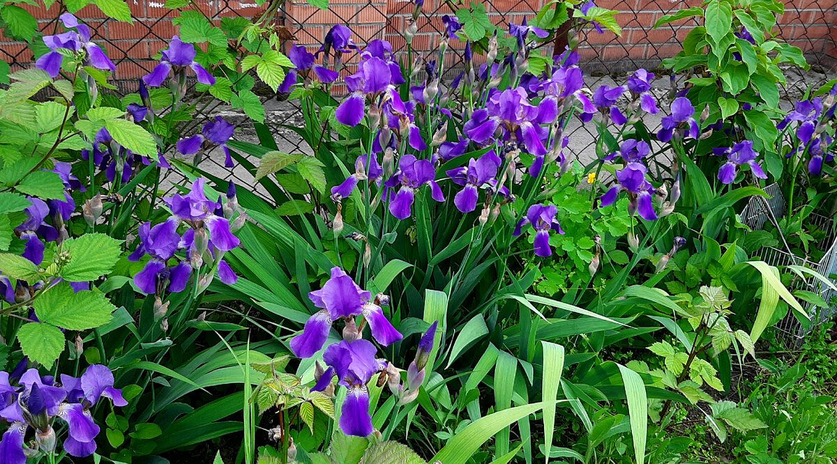 Ирисы, 16.05.2023