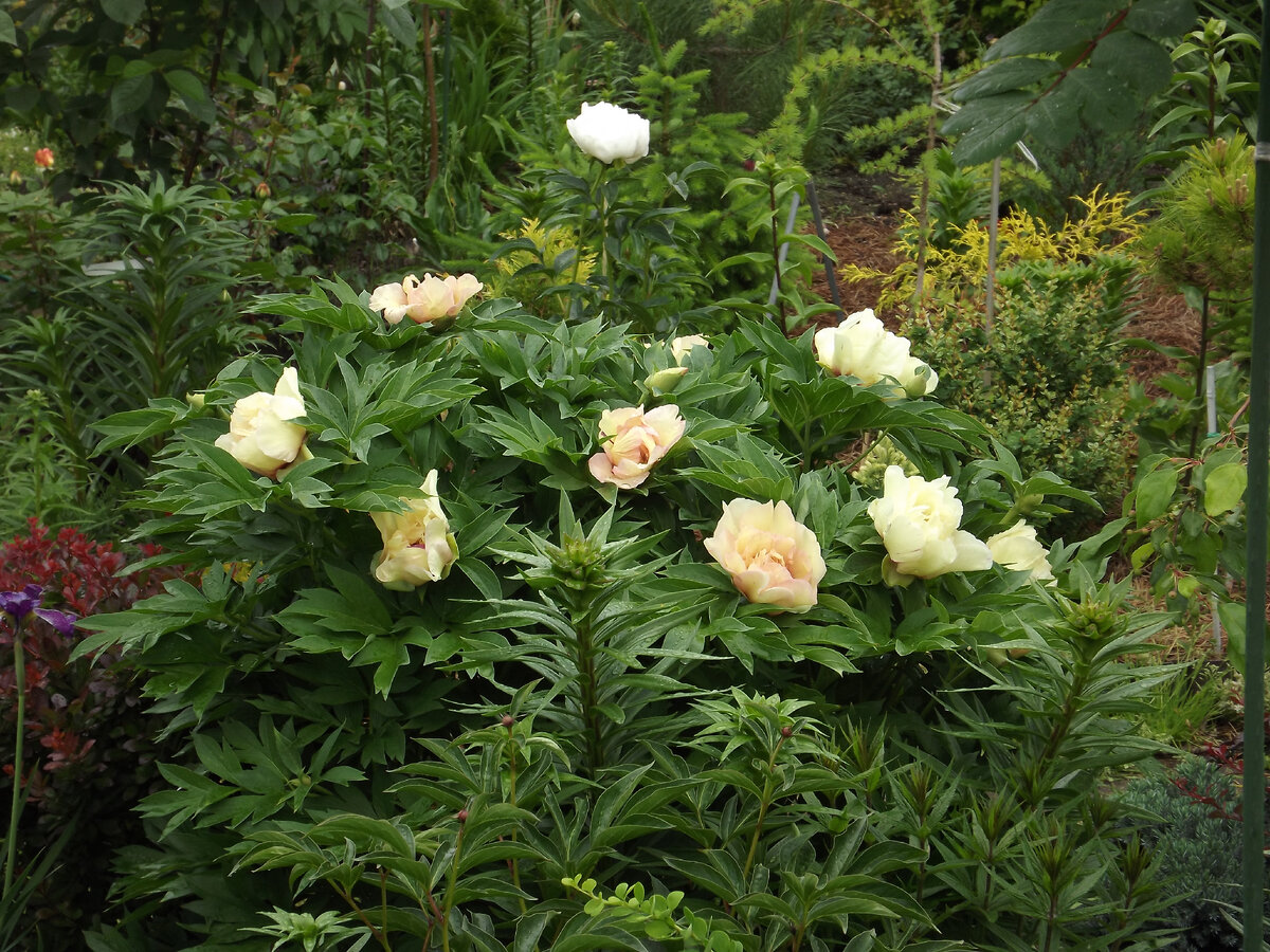 Куст Ито-пиона 'Callie's Memory' (а на заднем плане - цветок пиона "Мисс Америка")