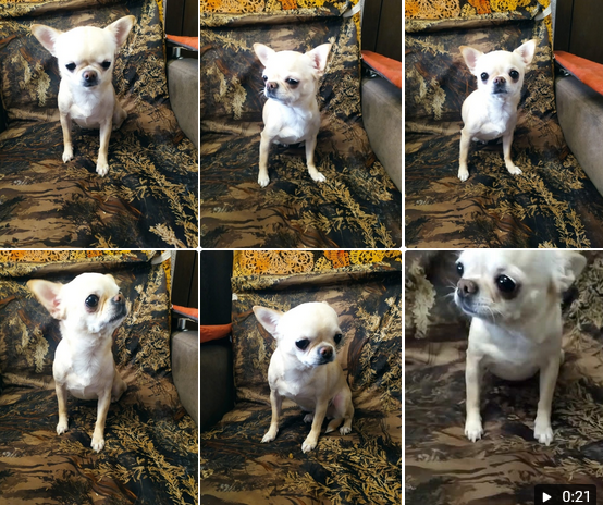  Из группы helpminidog 