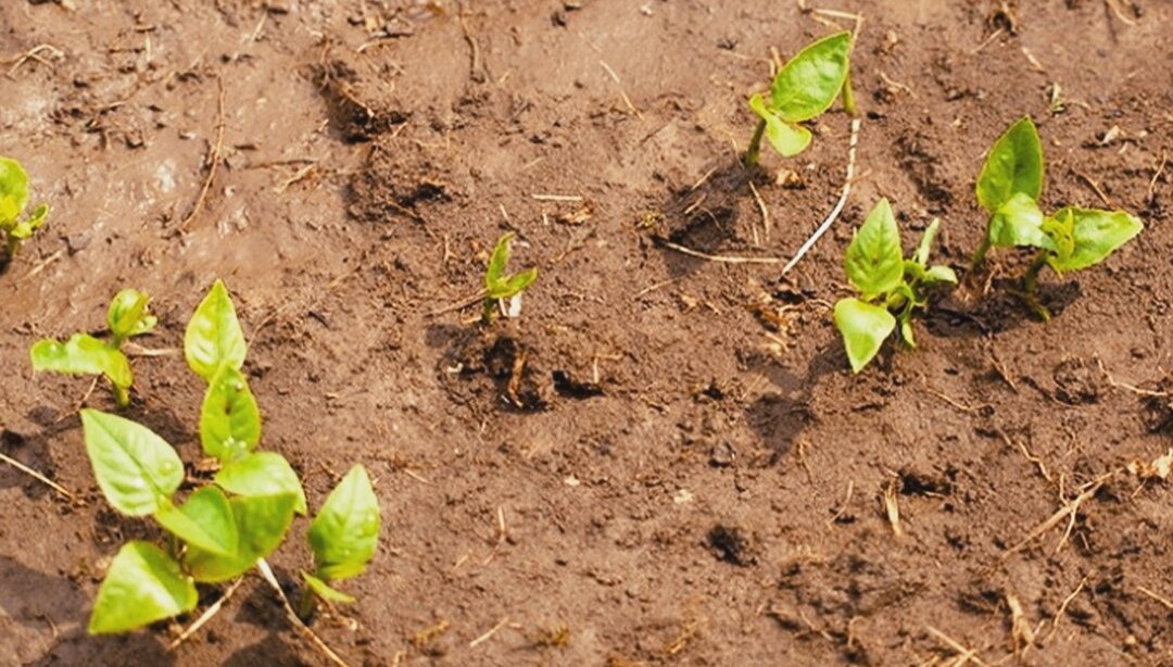 Пересадка июнь. Грунт растение гуманоид. Растения разрыхляющие почву. Разведение почвы. Каким растениям подходит глинистая почва.