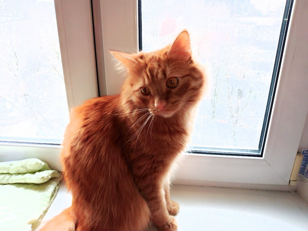 Вася получил травму во время игры.(Фото автора)