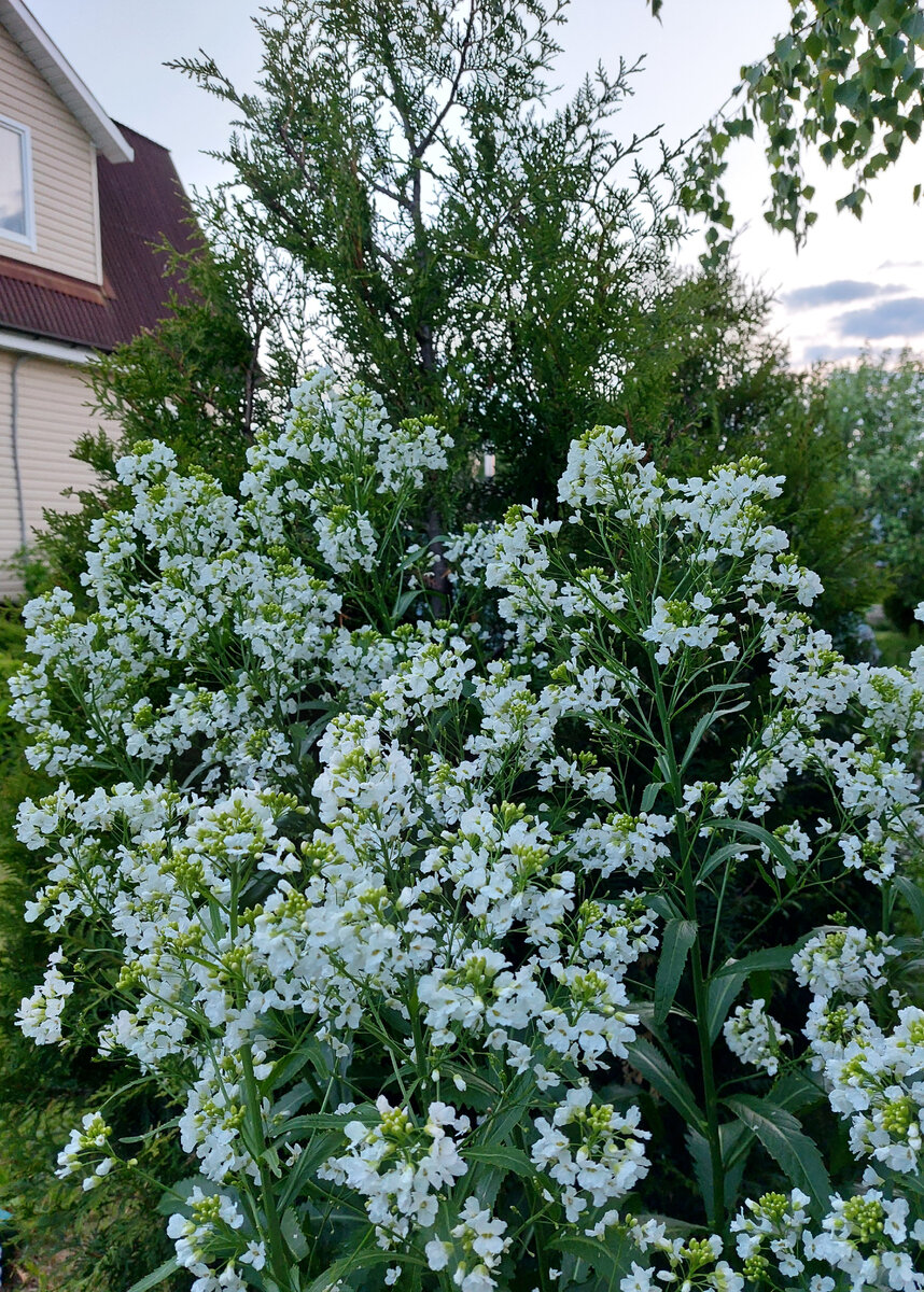 Хрен цветёт