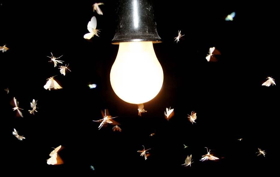 Полетим на свет. Мотыльки на свет. Мотыльки вокруг лампы. Мотылек и лампа. Мотыльки летят на свет.