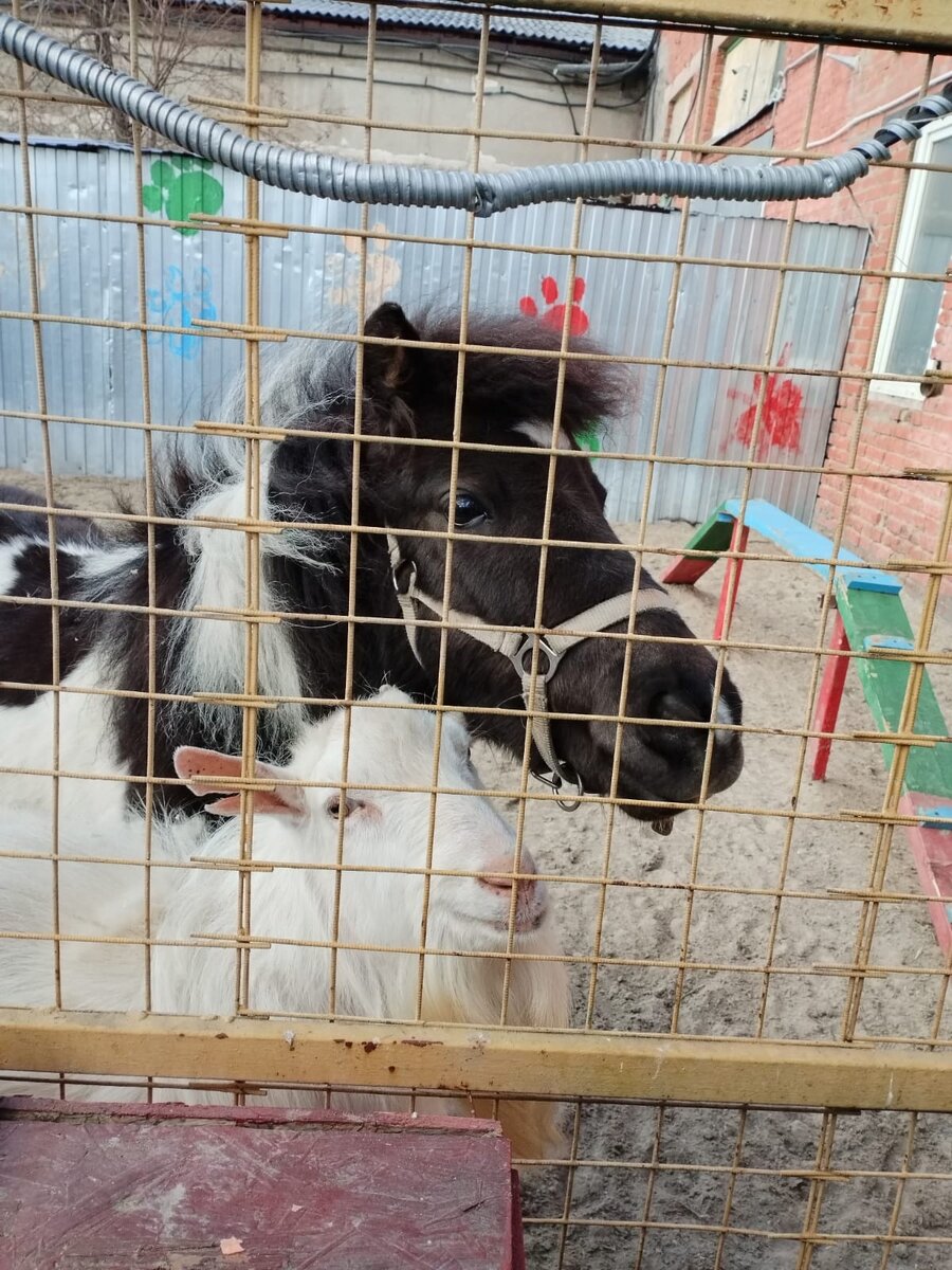 "Не разлей-вода!"