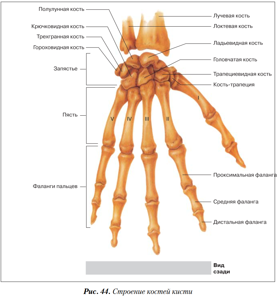 Пястная кость фото