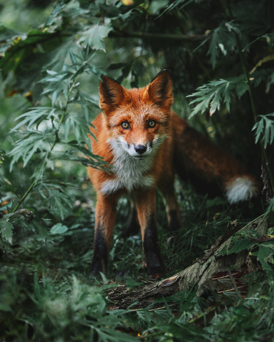 Лиса, снятая на Камчатке