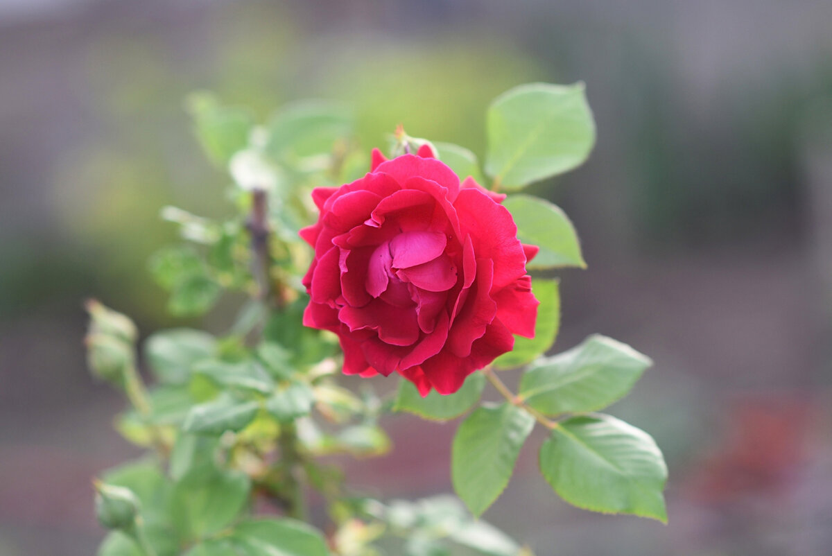 Манстед Вуд