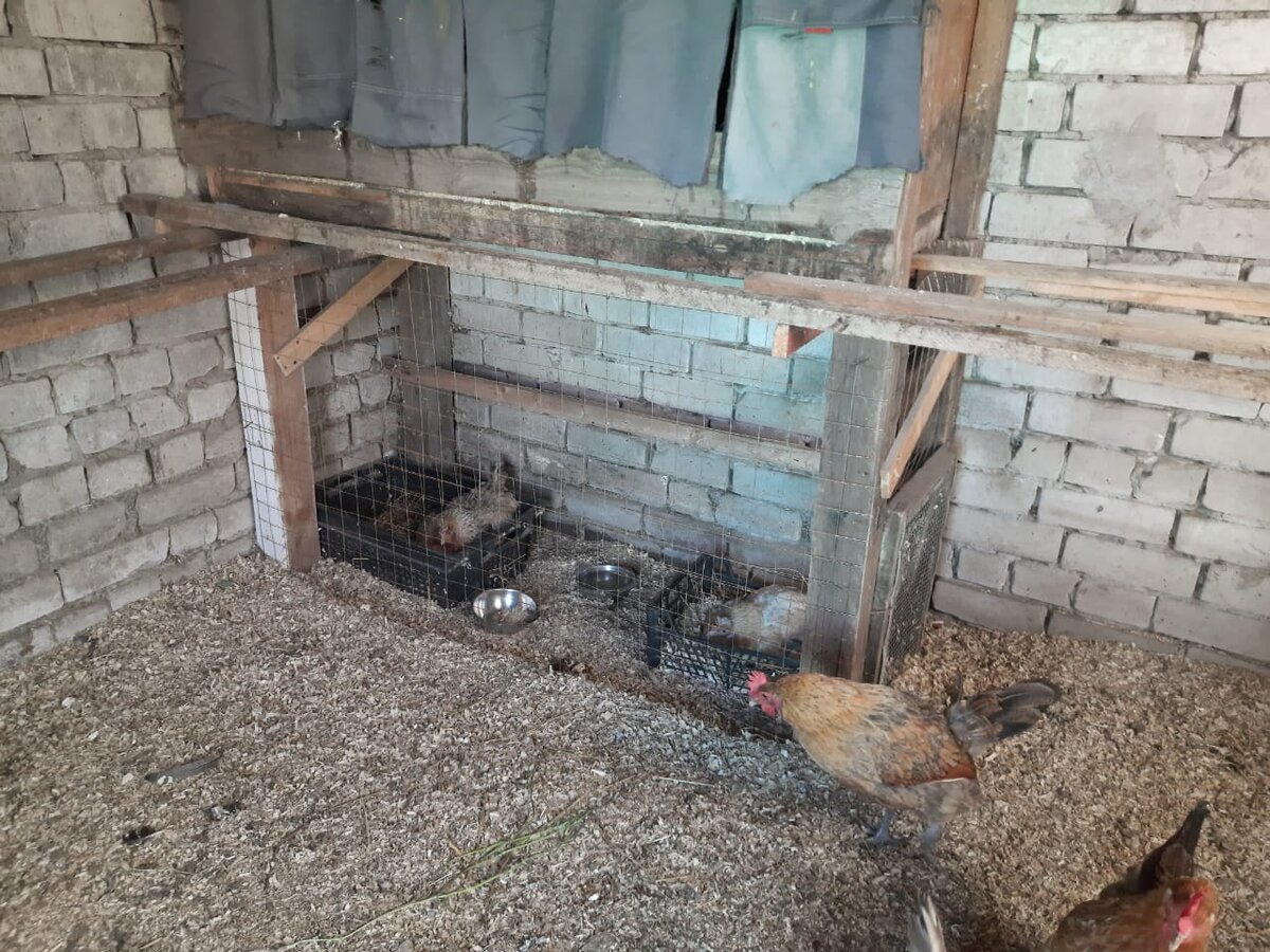 Родильный дом у квочек)