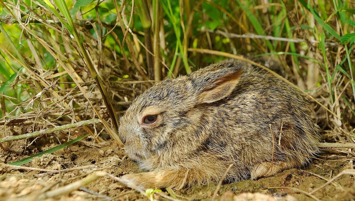     В Ростовской области будут судить агронома из Кагальницкого района, по вине которого погибли животные, сообщили в региональной прокуратуре.