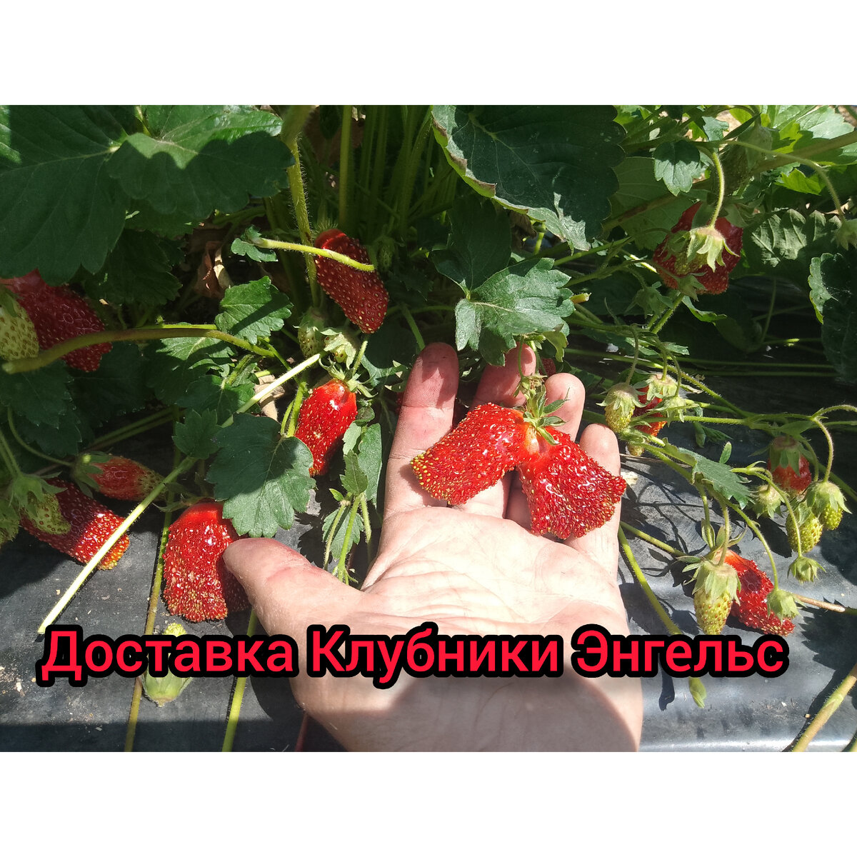 Друзья Добрый вечер сегодня очень много наших дорогих заказчиков получили вкусную и полезную ягоду в Саратове. Завтра на очереди Энгельс
и пригород сторона Шумейки.Сейчас в наличии сорта Клери и Альбион а также КУПЧИХА(будит ещё дней десять). Цена Клубники 350р. Просьба для оставления заявки ЗВОНИТЕ 8 986 993 56 88 .Так как к сожалению оперативно отвечать в менеджерах и соц сетях не всегда получается.Так как идет сбор ягоды и почти весь день находимся в поле. P.S. МЫ ВЫРАЩИВАЕМ ЭКОЛОГИЧЕСКИ ЧИСТУЮ ЯГОДУ БЕЗ ИСПОЛЬЗОВАНИЯ ХИМИЧЕСКИХ ПРЕПАРАТОВ!!!!!!!!!!!!!!