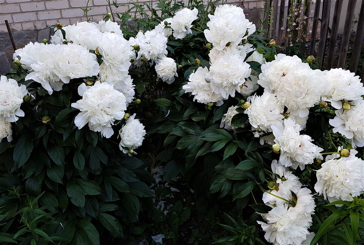 первый белоснежный ароматный