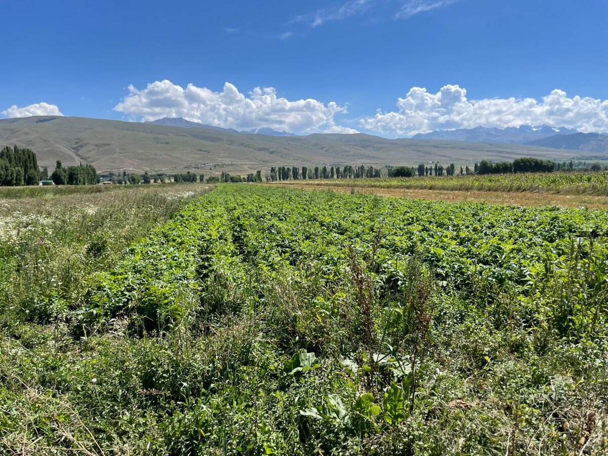 Вот на таких плантациях выращивают сырье для наших травяных сборов