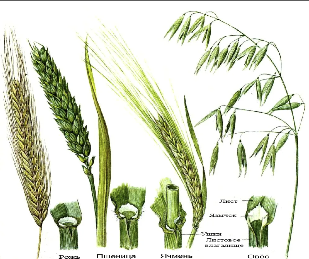 различие между видами зерновых по колоскам 