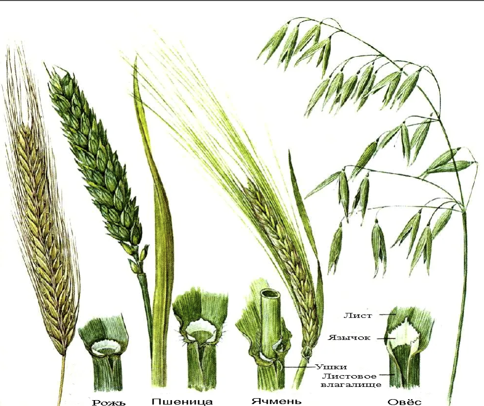 Род пшеница виды. Злаковые рожь овес пшеница. Пшеница рожь ячмень колоски. Рожь строение Колоса.