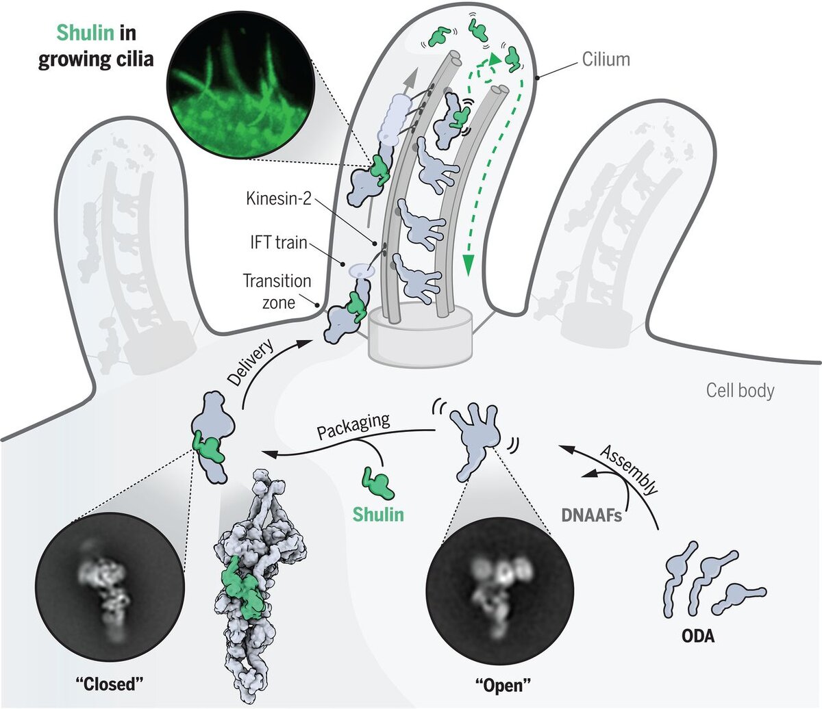    Как сгибается ресничка Girish R. Mali et al. / Science, 2021