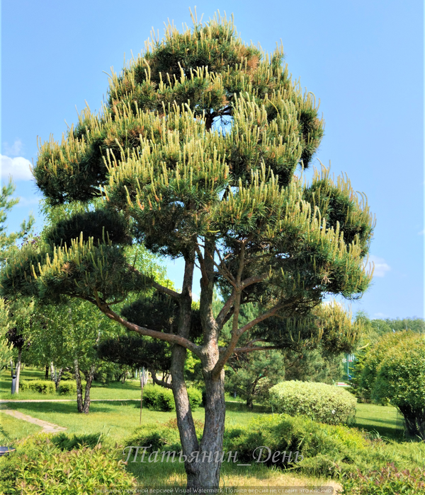 Самое красивое вечнозеленое и полезное дерево на планете. dzen.ru/tatiana_day