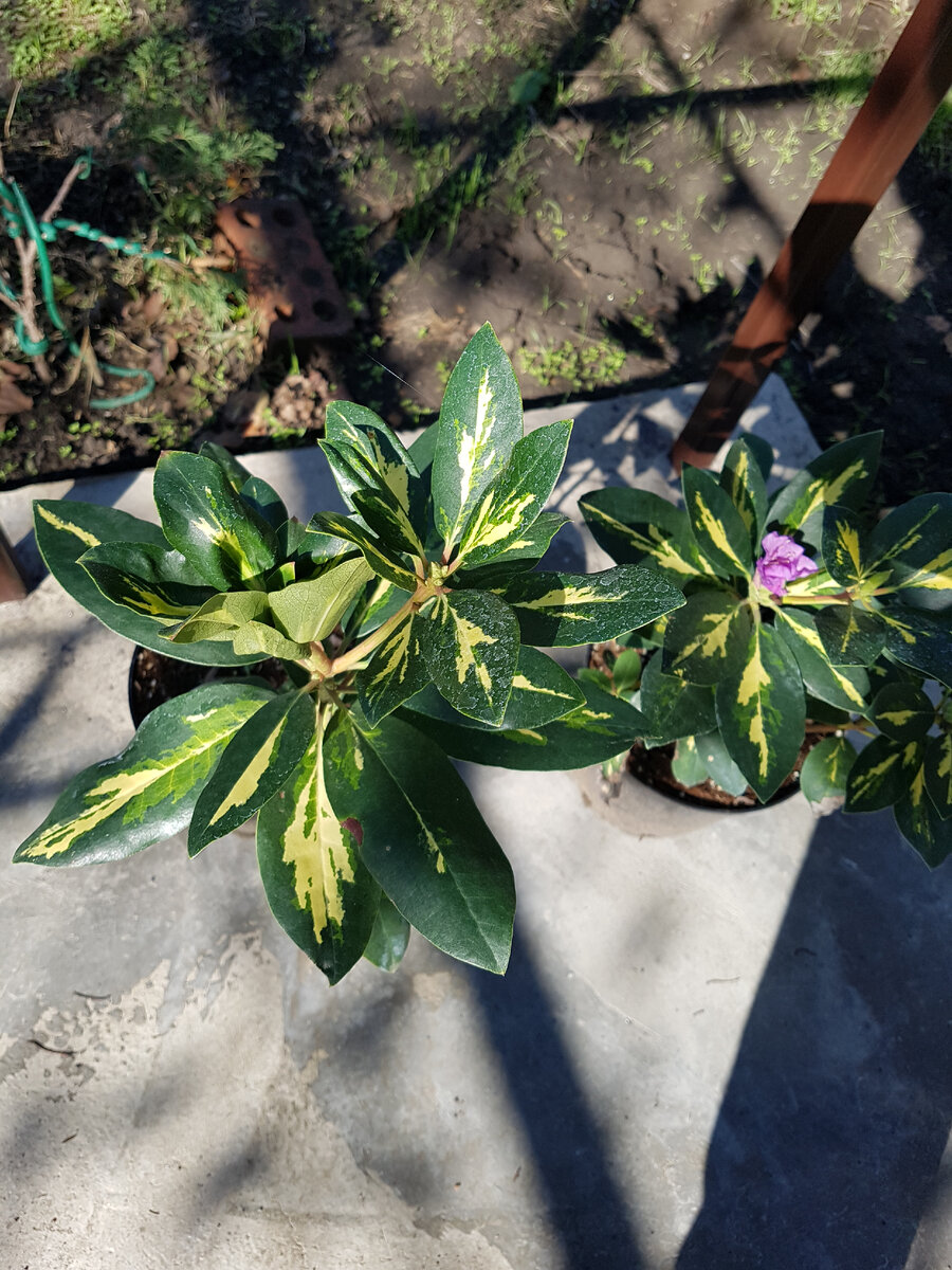 яркие листья при покупке рододендрона