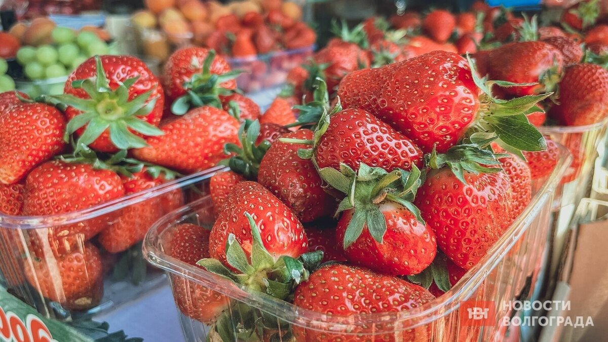     В этом сезоне цены на клубнику в Волгограде существенно упали — дело в хорошем урожае. Сейчас купить килограмм вкусных ягод можно за 180 рублей.