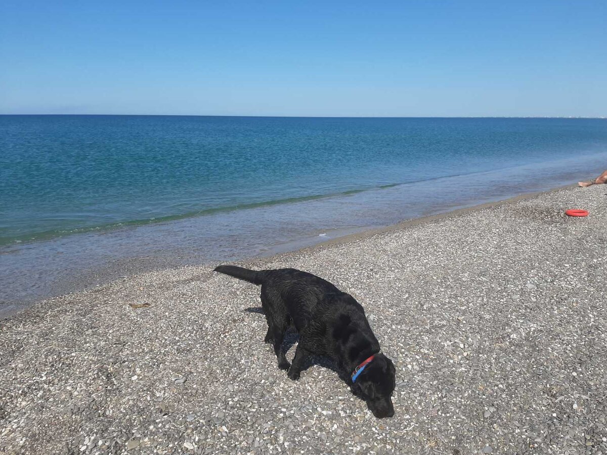 Тюлень обыкновенный!