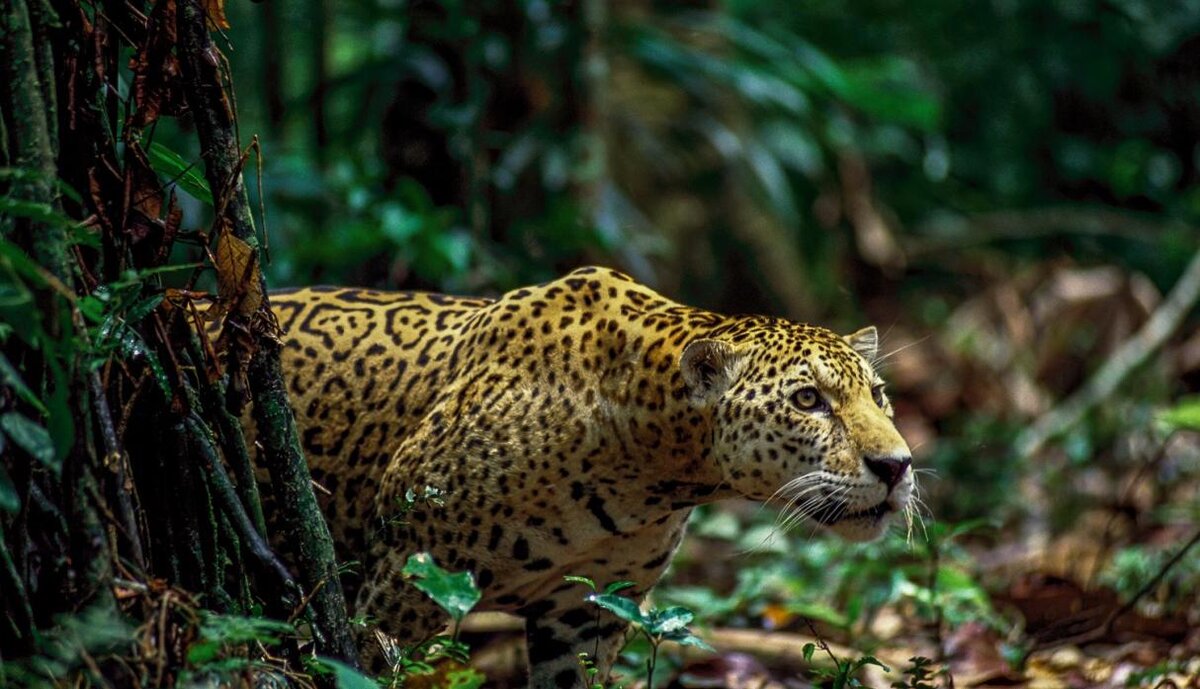 Леопард тропического леса. Амазонский Ягуар. Ягуар в сельве. Panthera onca onca амазонский Ягуар. Сельва амазонки Ягуар.