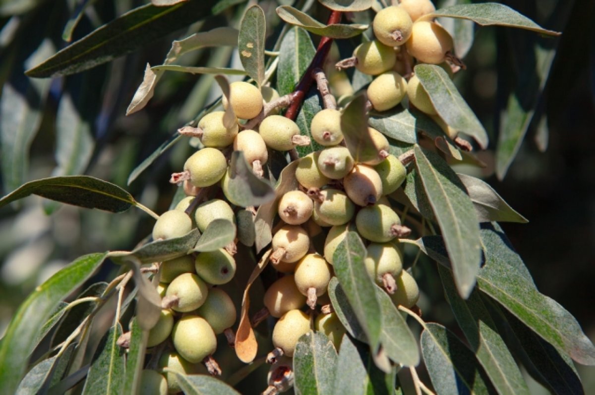 Russian Olive дерево. Дерево фисташка 3 года. Russian Olive Tree.