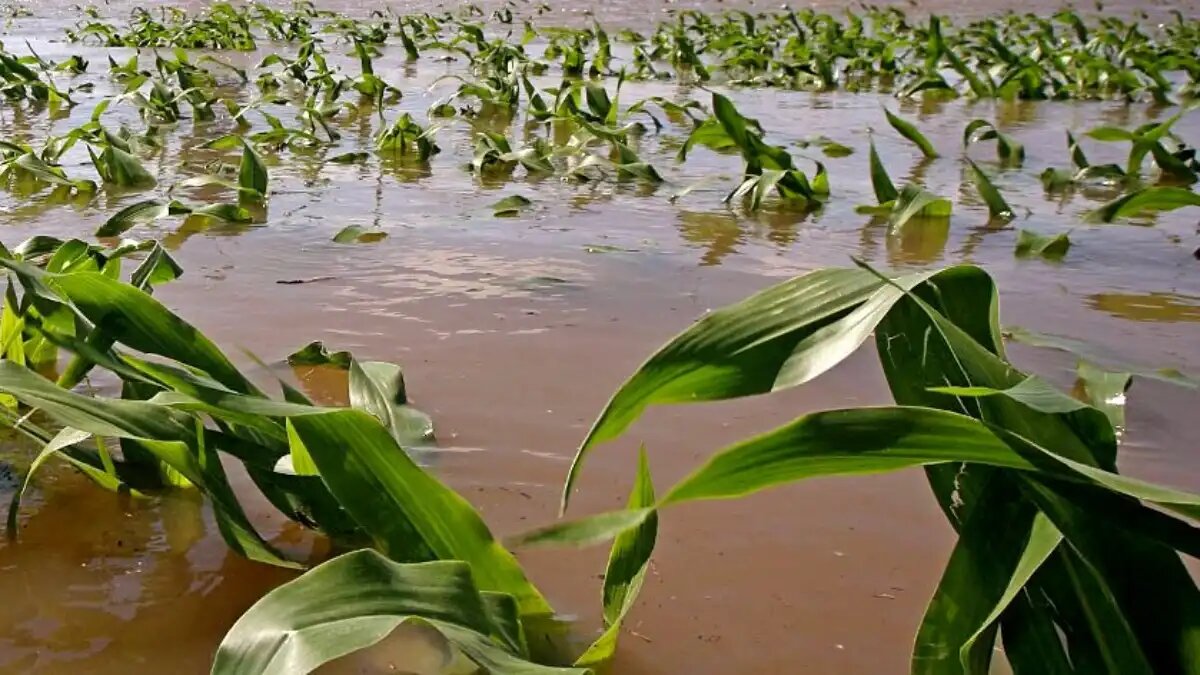 Фото:finobzor.ru Осадки в виде дождей, града и ветра с последующим полеганием посевов - традиционные для южных регионов РФ в июне месяце.