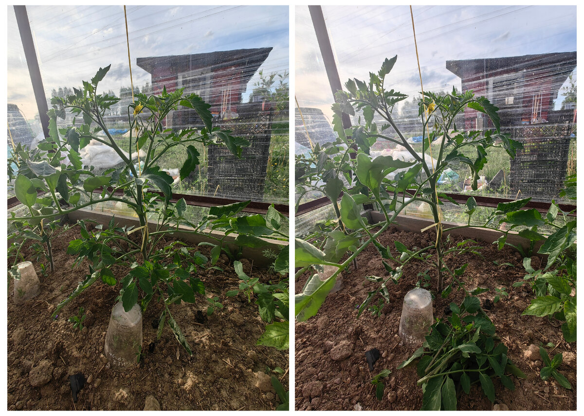 Томат уже дал основной пасынок. Слева растение до обрезки, справа после обрезки с тем количеством пасынков, которое было срезано. Растение будет вестись в два стебля.