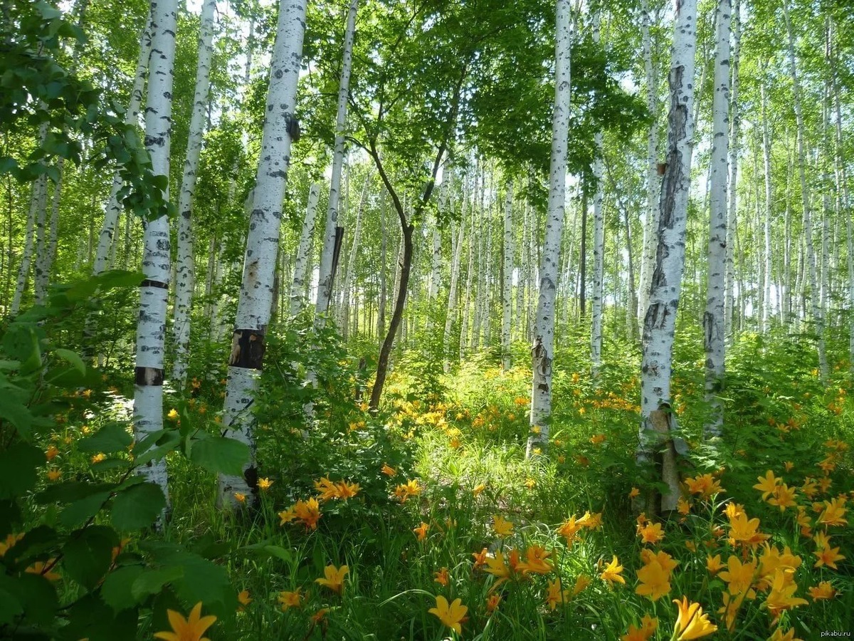 Фото в свободном доступе в интернете
